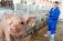В Хабаровском районе началось строительство крупнейшего в регионе свинокомплекса