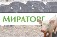 Первый животноводческий комплекс агрохолдинга «Мираторг» официально открыт в Калужской области