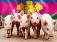 Новая племенная свиноферма Мираторга запущена в Курской области