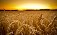 Кубанские селекционеры вывели сорт пшеницы с рекордной урожайностью
