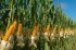 Гибрид кукурузы Monsanto ДКС 4014(ФАО340)
