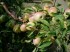 Плoдoнoсящий яблoневый сад в Крыму плoщадью земельнoгo участка 4, 8 Га